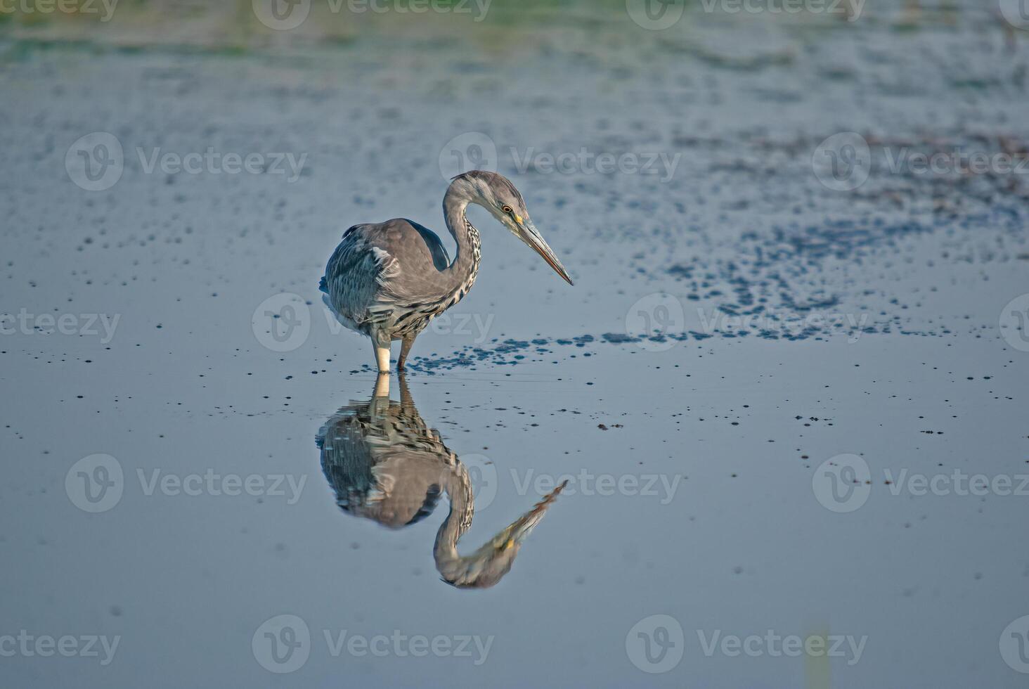 A bird with a long beak photo