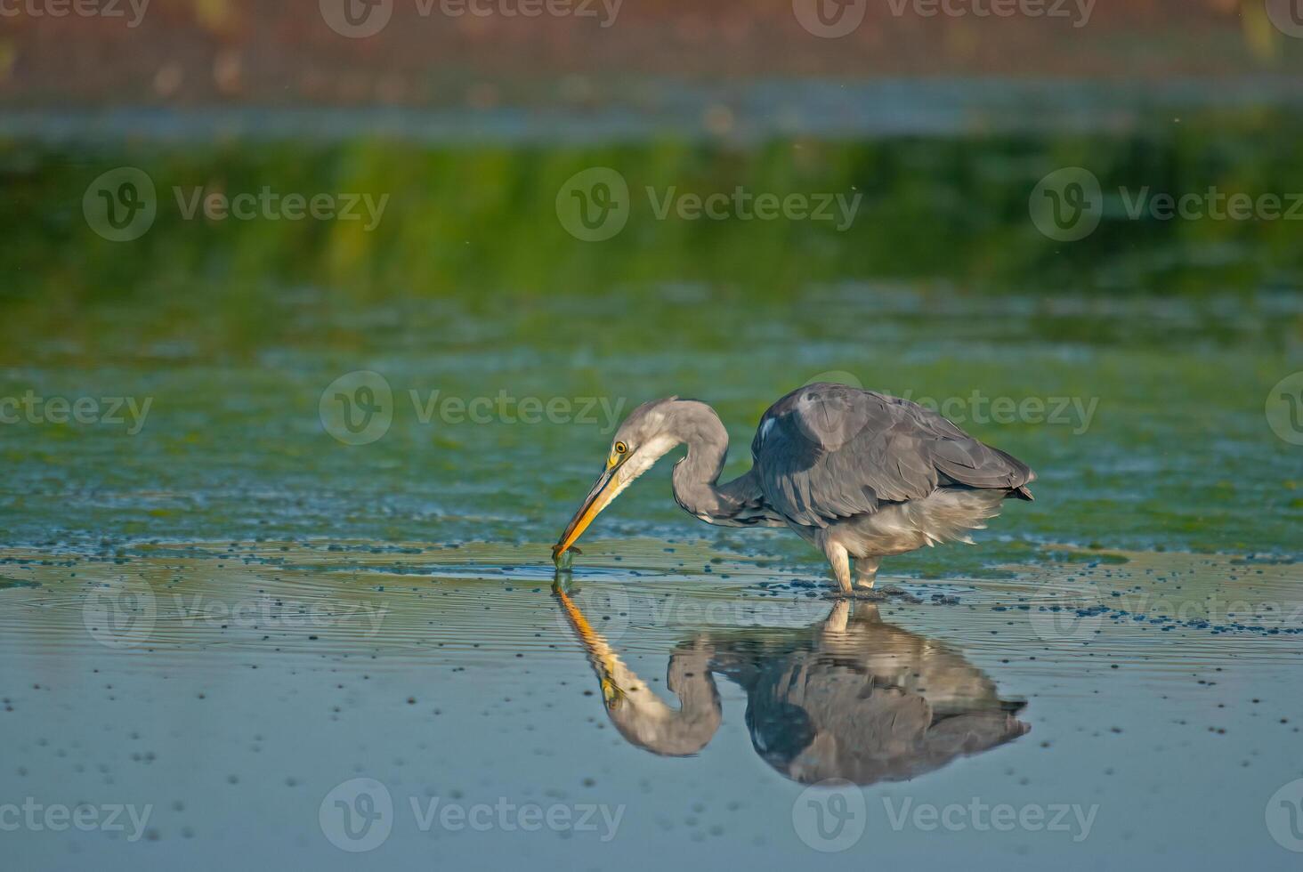 A heron is standing in the water with its long beak photo