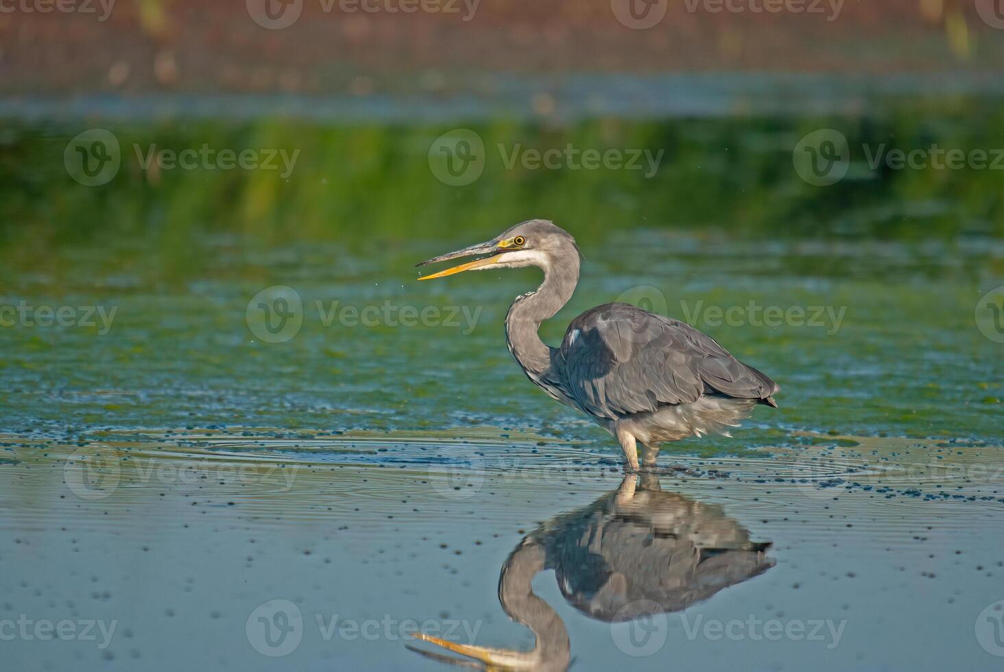 A heron standing in shallow water with its reflection photo