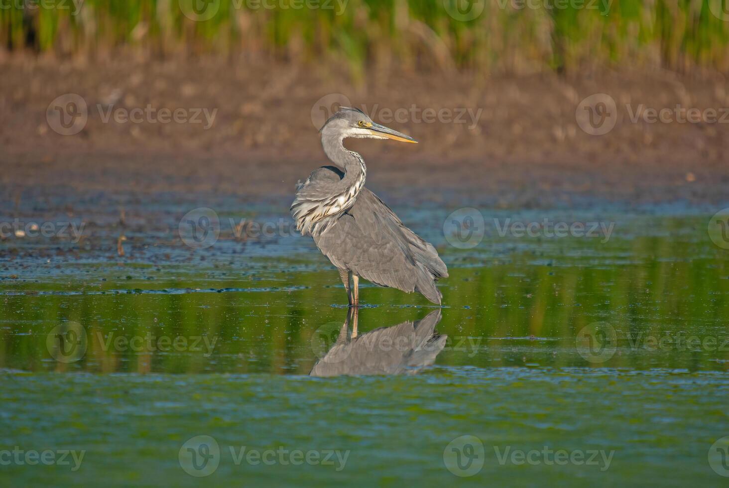 A bird standing in the water near a grassy area photo