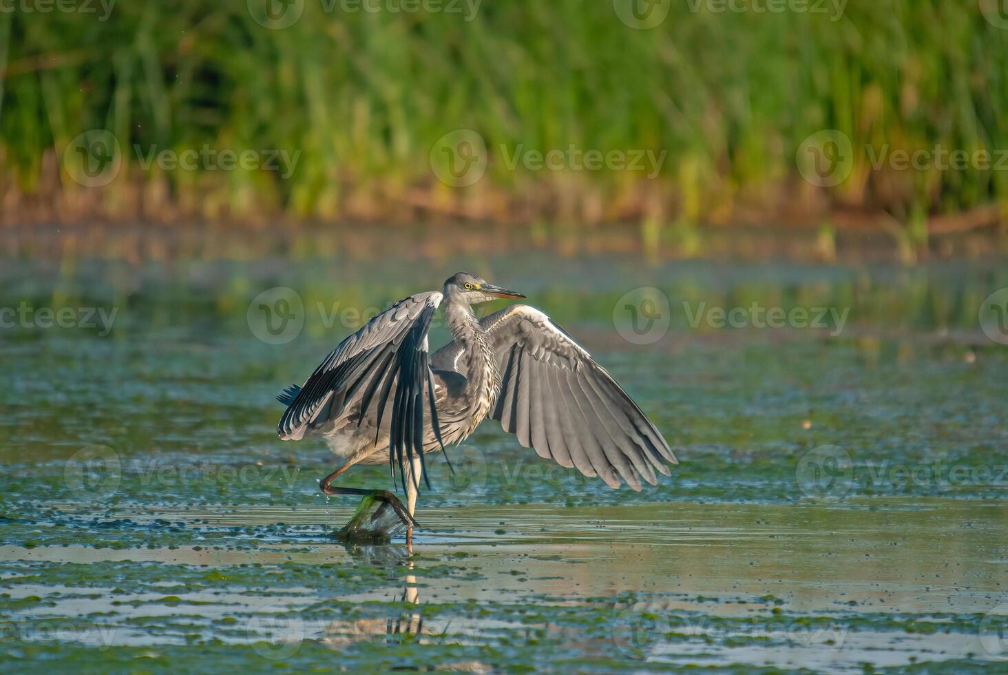 A bird with its wings spread out in the water photo