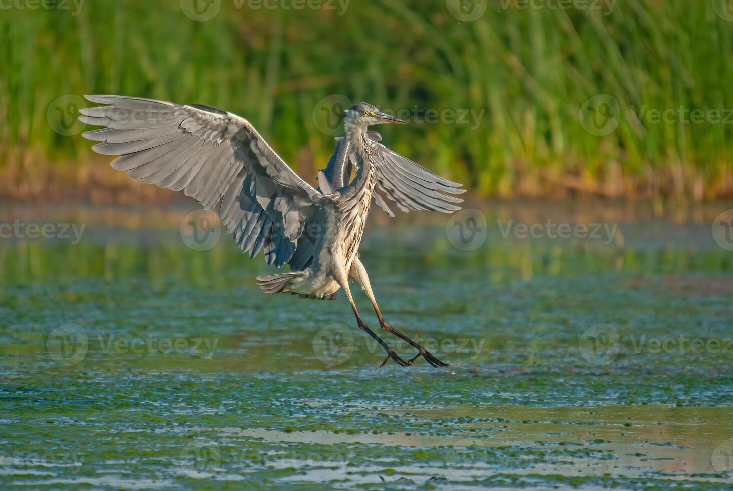 A bird flying over a body of water photo