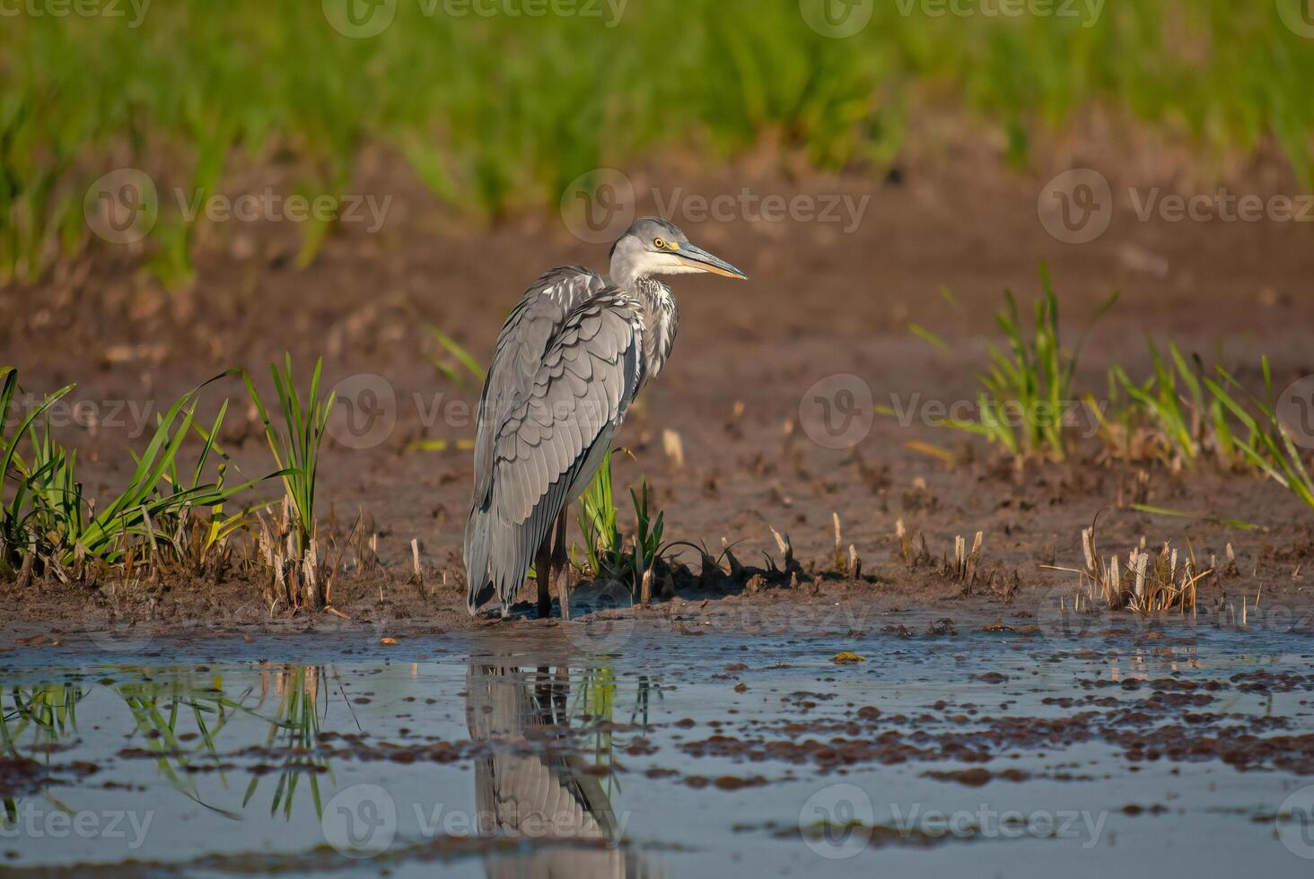 A bird standing in the water next to a field photo