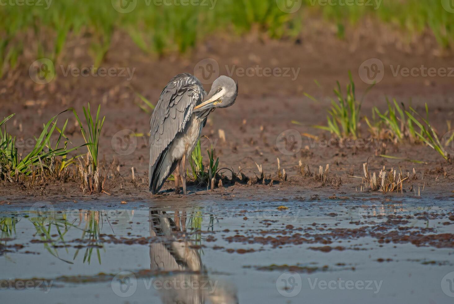 A bird is standing in the water photo