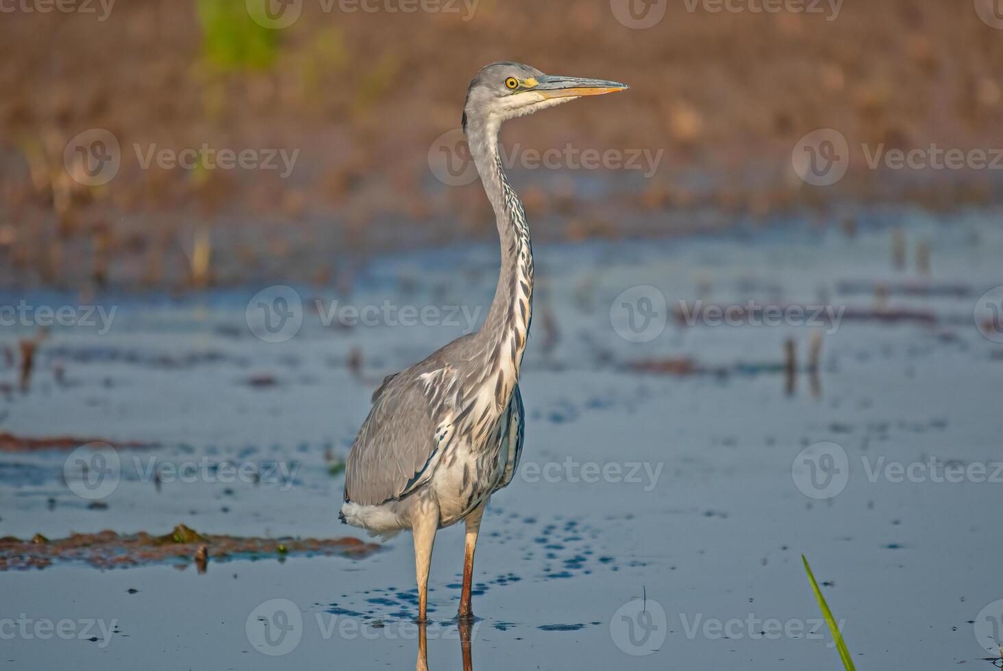 A bird standing in the water photo