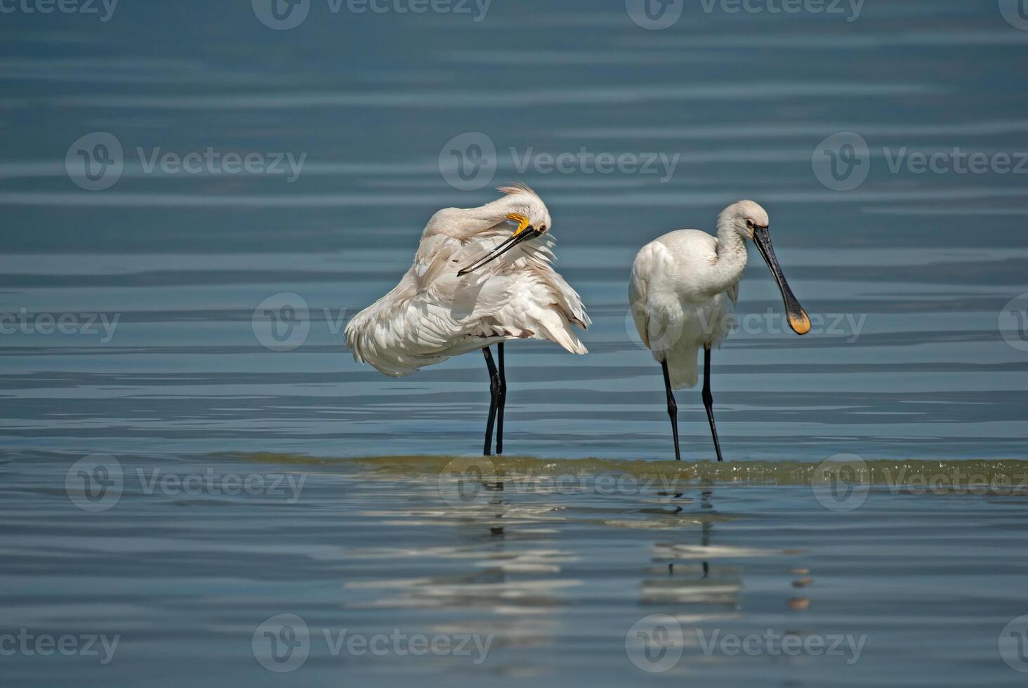 Eurasian Spoonbill, Platalea leucorodia, resting in Burdur Lake in Turkey. photo