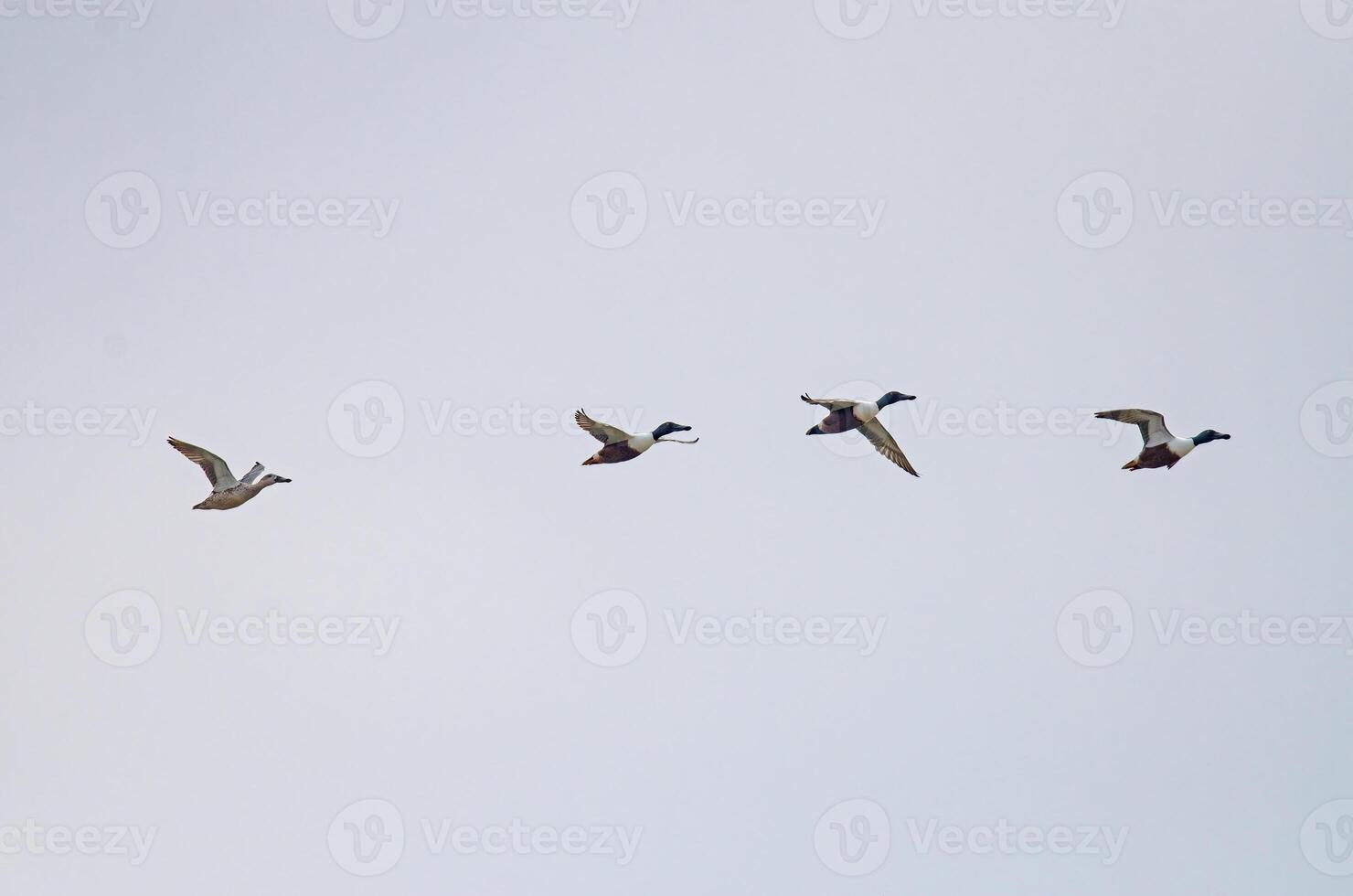 A flock of ducks flying in the sky photo