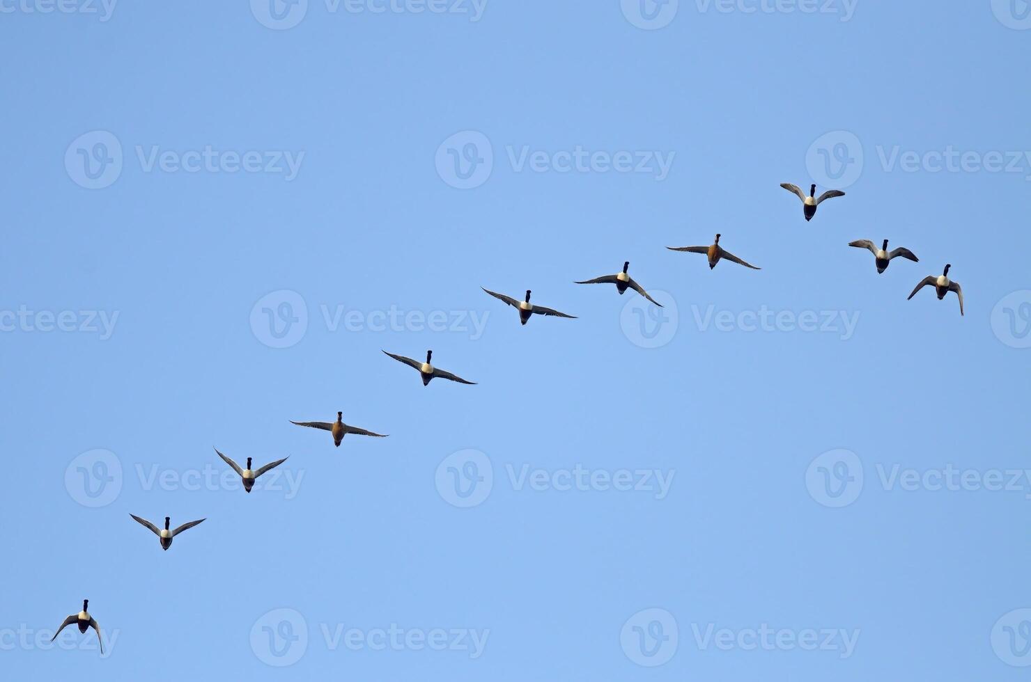 A flock of birds flying in formation photo