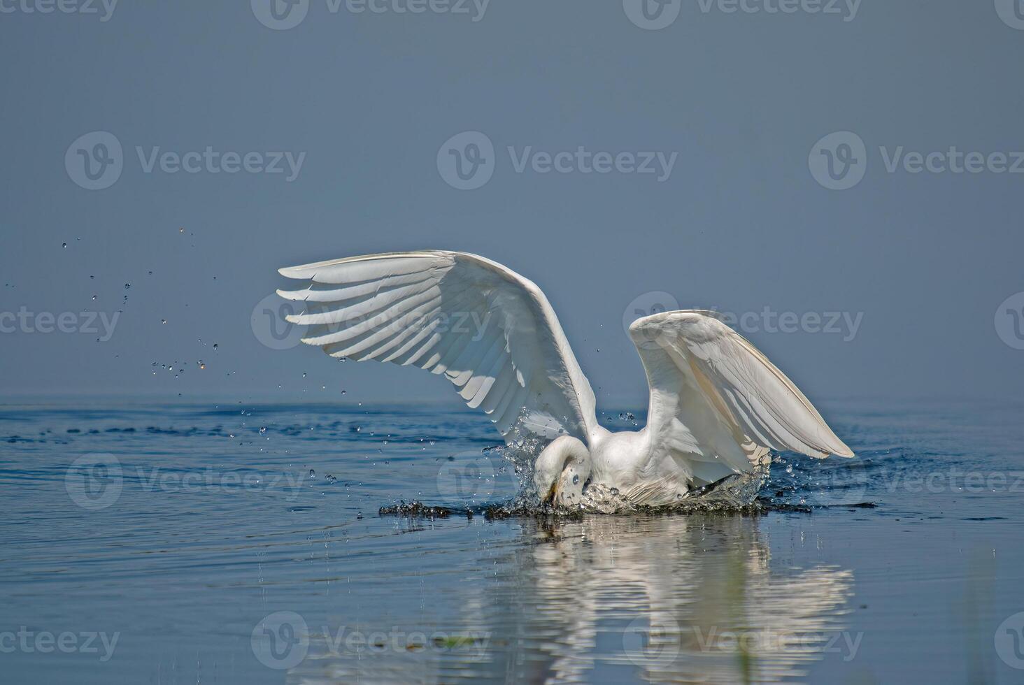Little Egret, Egretta garzetta is hunted in Isikli Lake, Turkey. photo