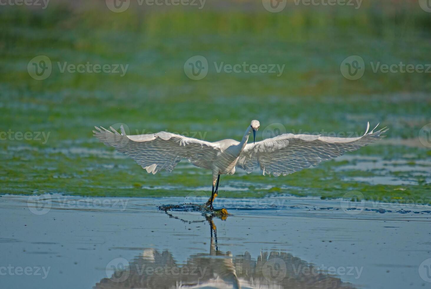 Little Egret, Egretta garzetta is hunted in Isikli Lake, Turkey. photo