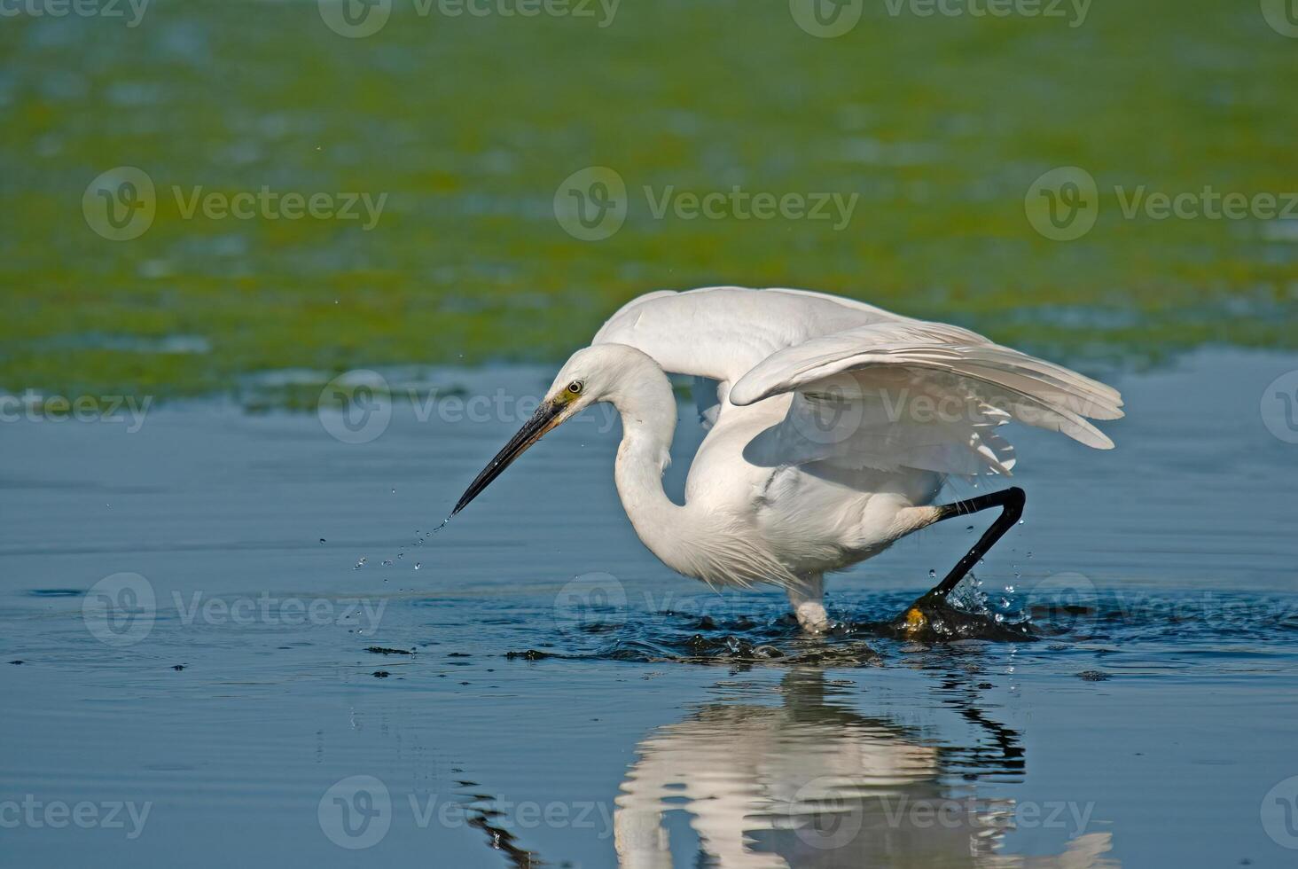 An egret is standing in the water with its wings spread photo