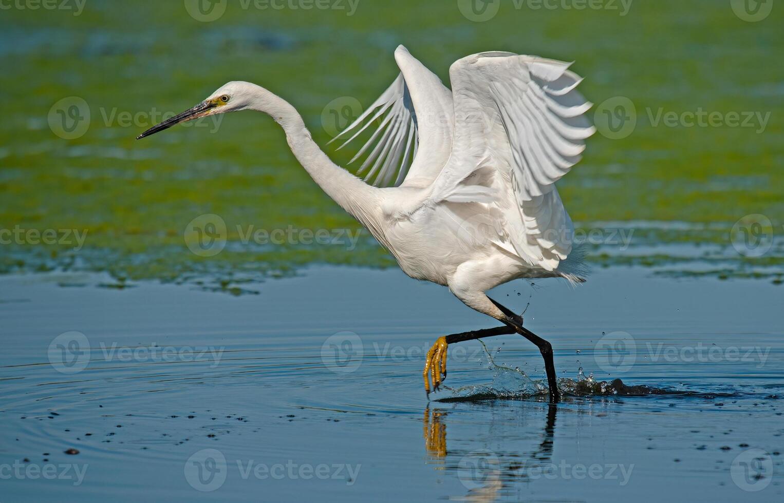 Snowy egret, by jason klein photo