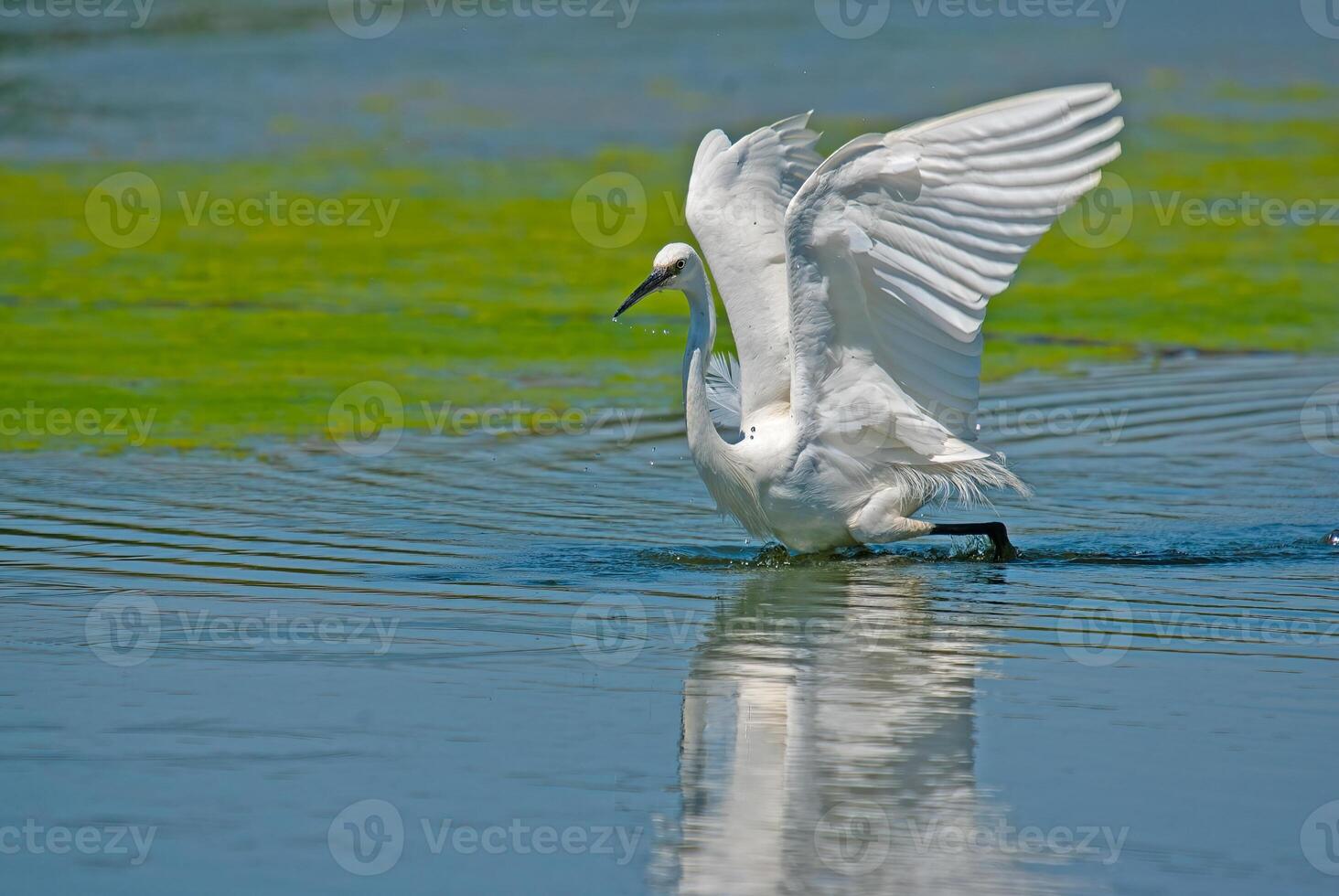 A white bird with its wings spread out photo