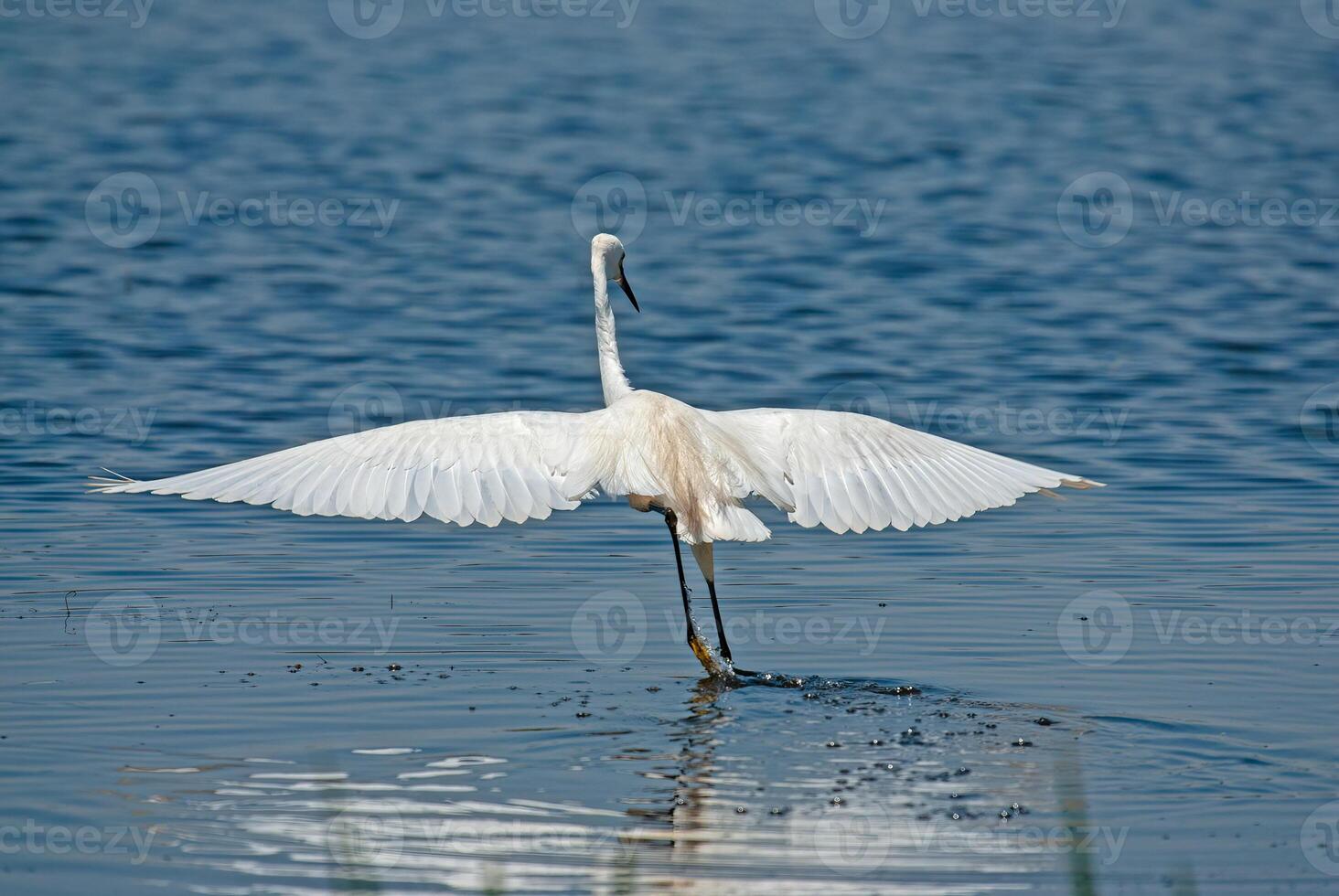 Egretta garzetta, Little Egret, in Isikli Lake, Turkey, back view with wings open. photo