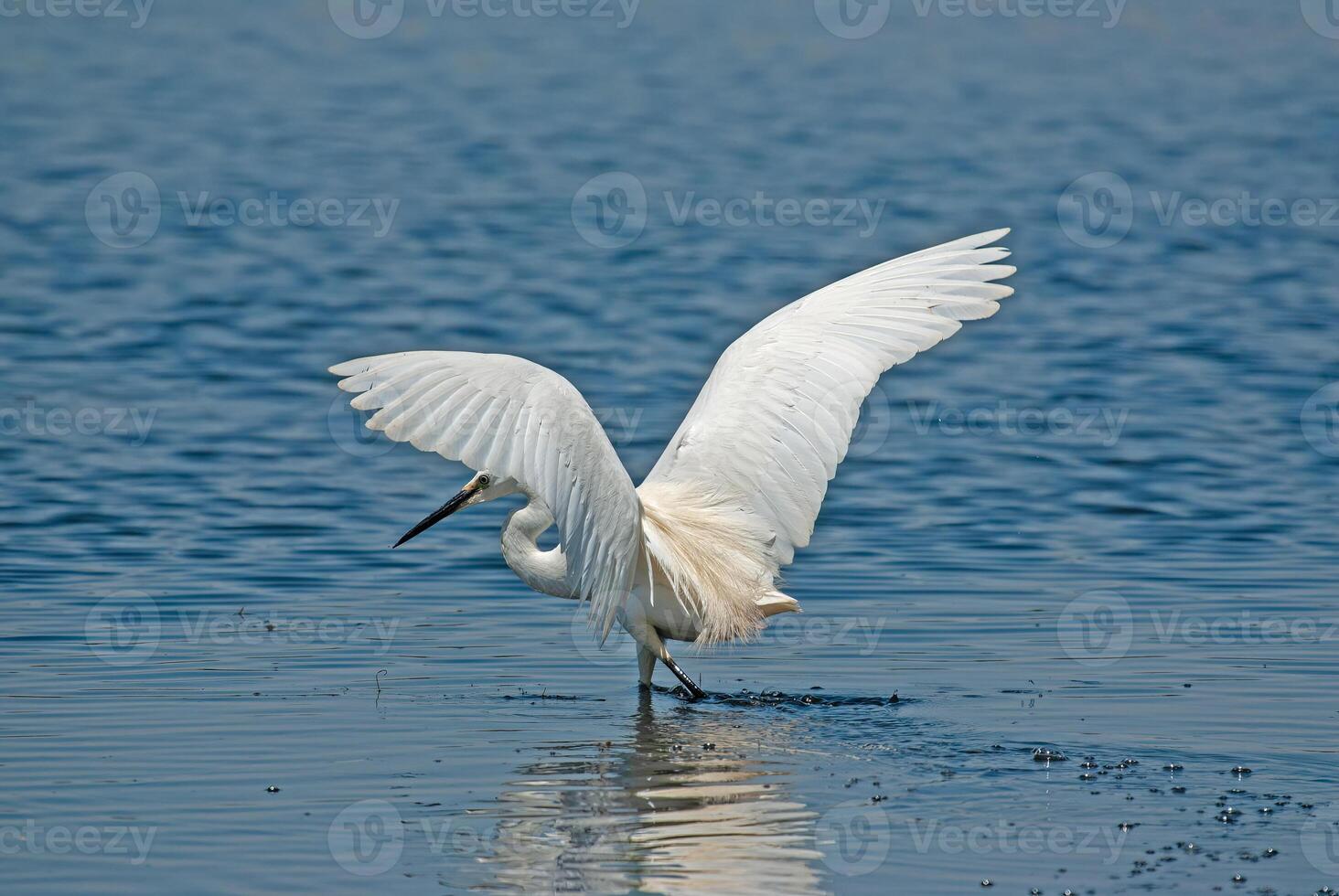 Egretta garzetta, Little Egret, in Isikli Lake, Turkey, back view with wings open. photo