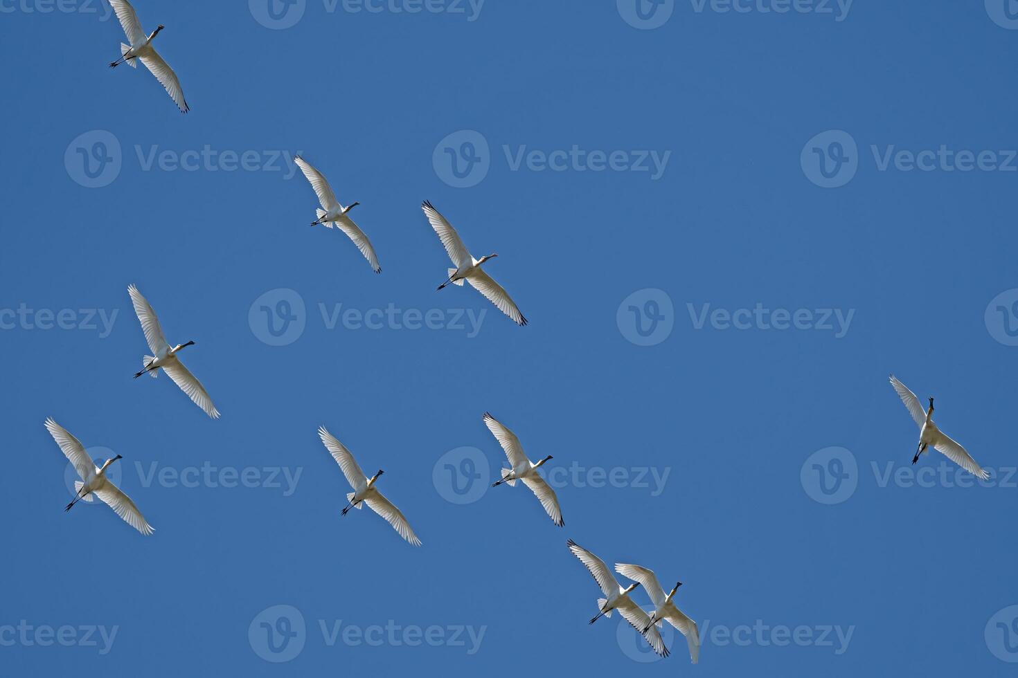 Eurasian Spoonbill, Platalea leucorodia, flying in the sky in Lake Burdur, Turkey. photo