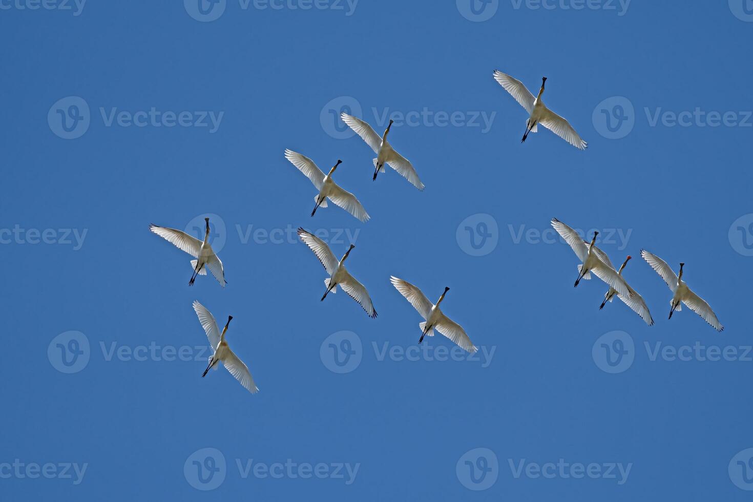 Eurasian Spoonbill, Platalea leucorodia, flying in the sky in Lake Burdur, Turkey. photo