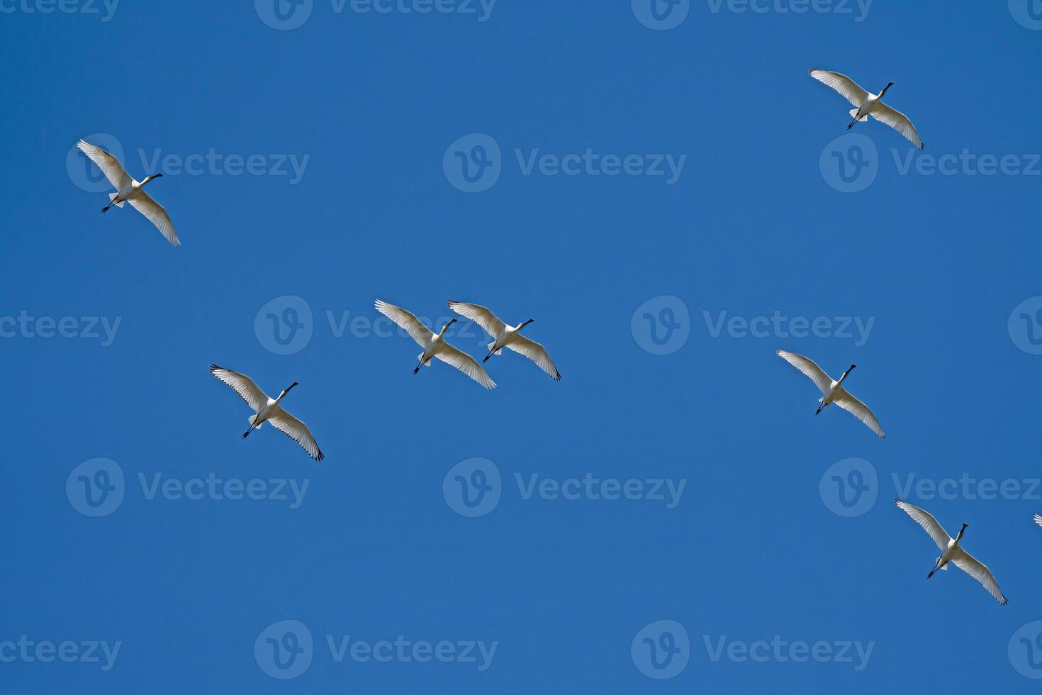 Eurasian Spoonbill, Platalea leucorodia, flying in the sky in Lake Burdur, Turkey. photo