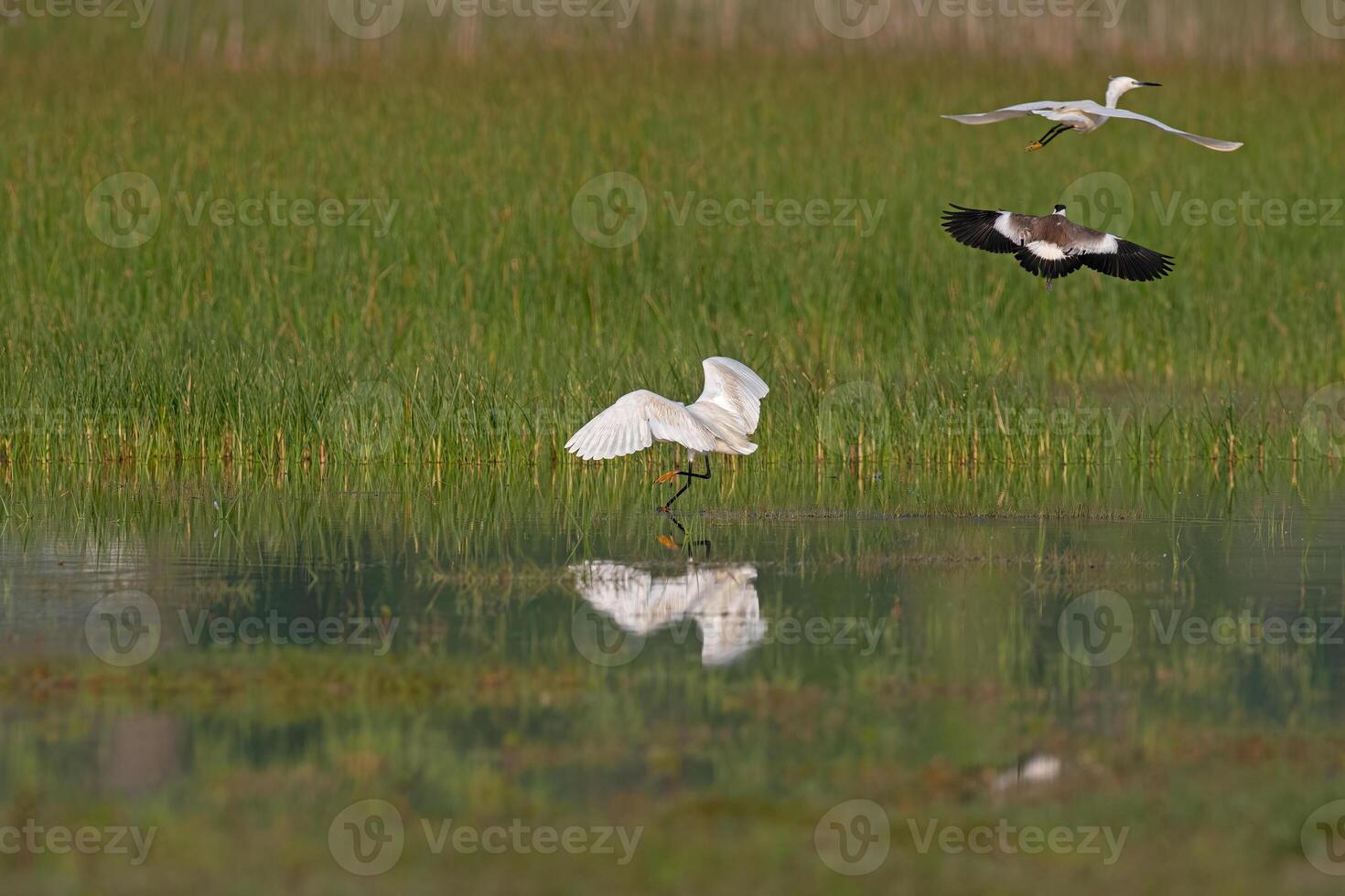 A flock of birds flying over a pond photo
