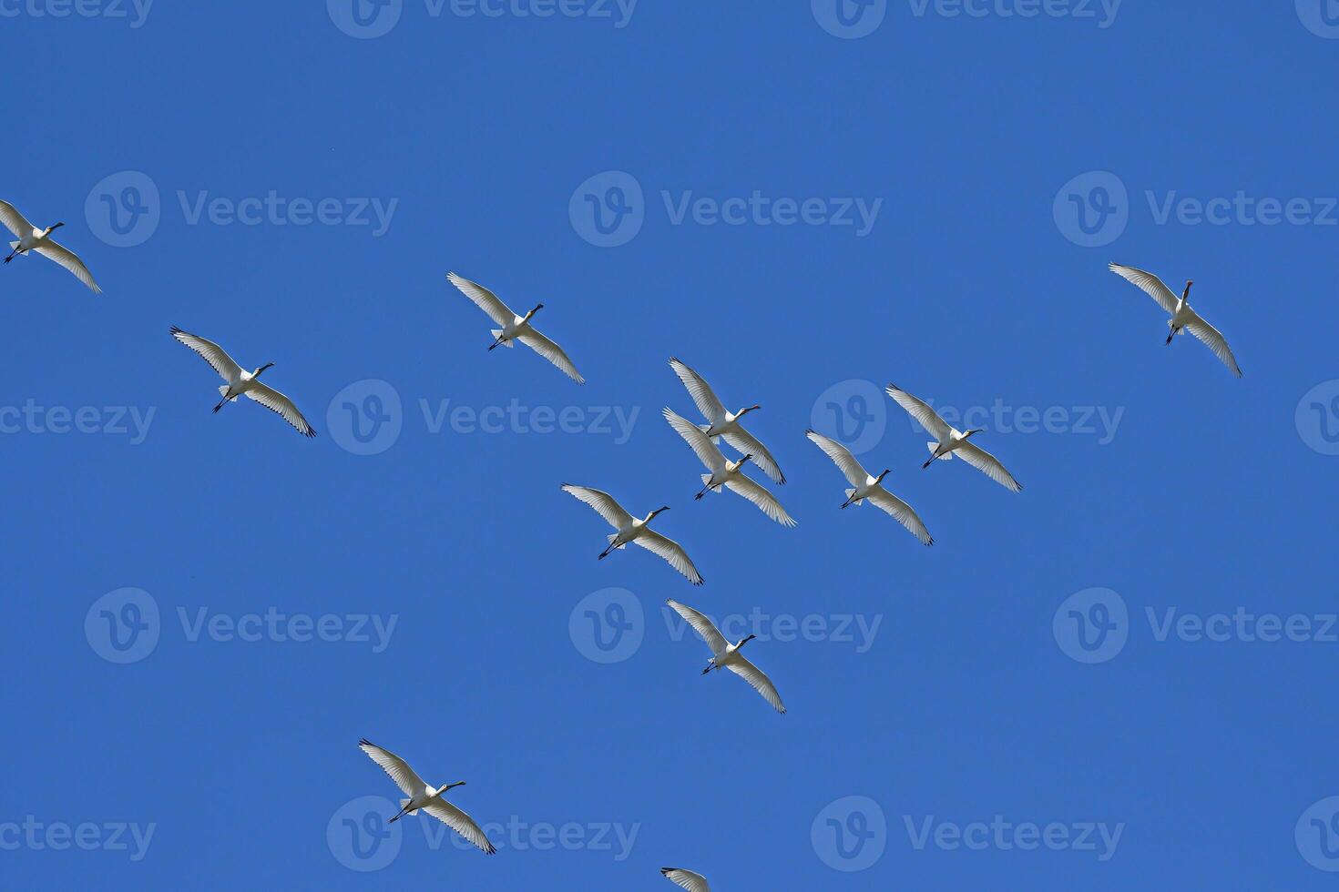 A flock of birds flying in a blue sky photo