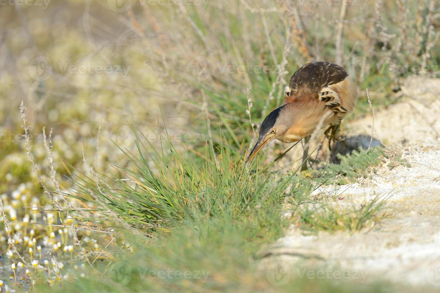 Little Bittern, Ixobrychus minutus, hunting by the stream. photo