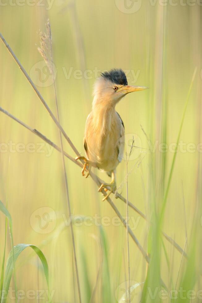 Little Bittern, Ixobrychus minutus, standing among reed plants in Burdur Lake in Turkey. photo