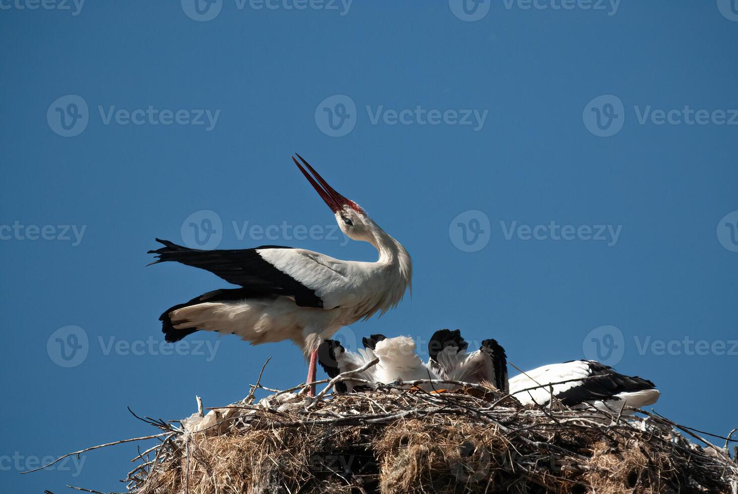 A stork is standing on top of a nest photo