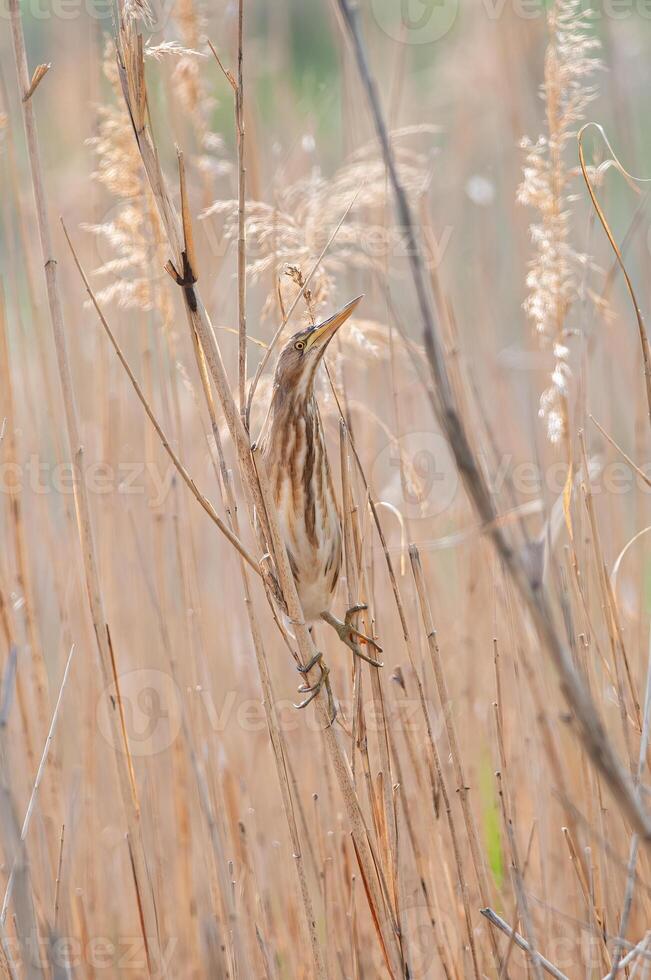 Little Bittern, Ixobrychus minutus, standing among reed plants in Burdur Lake in Turkey. photo