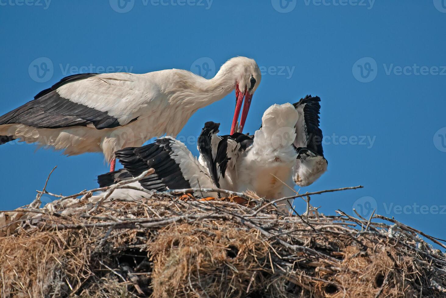 A stork and her baby photo