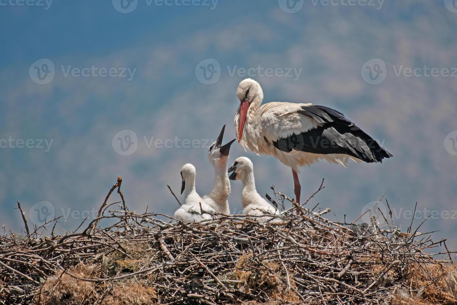 A stork and her two young birds in a nest photo