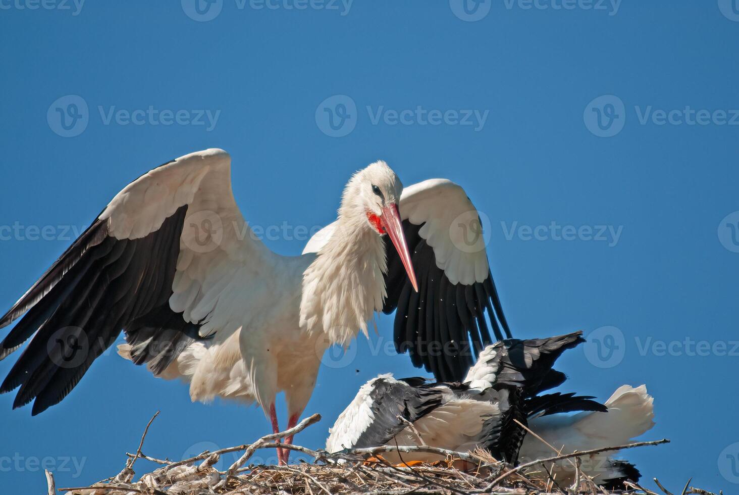 A large bird with a long beak photo