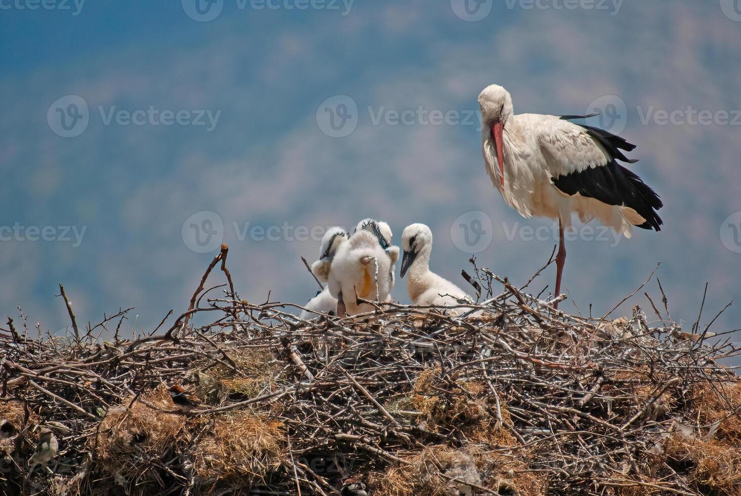 A stork and her two young birds in a nest photo