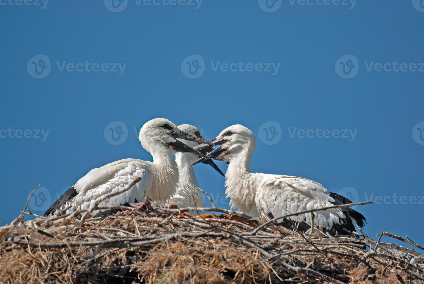 Three white birds in a nest photo