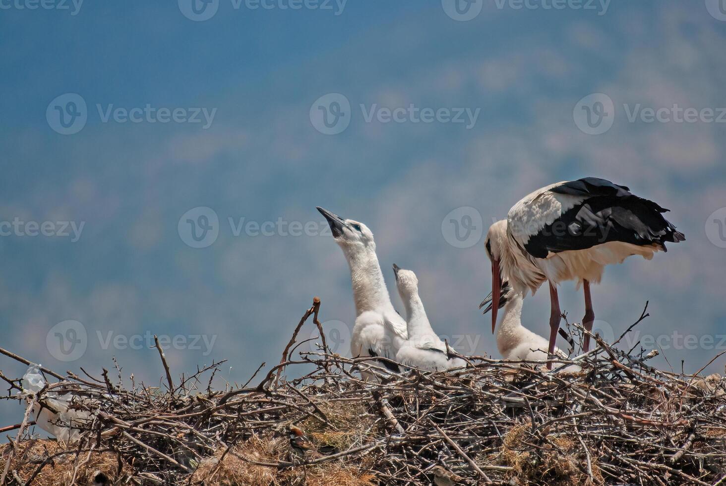 A group of birds in a nest with a mountain in the background photo