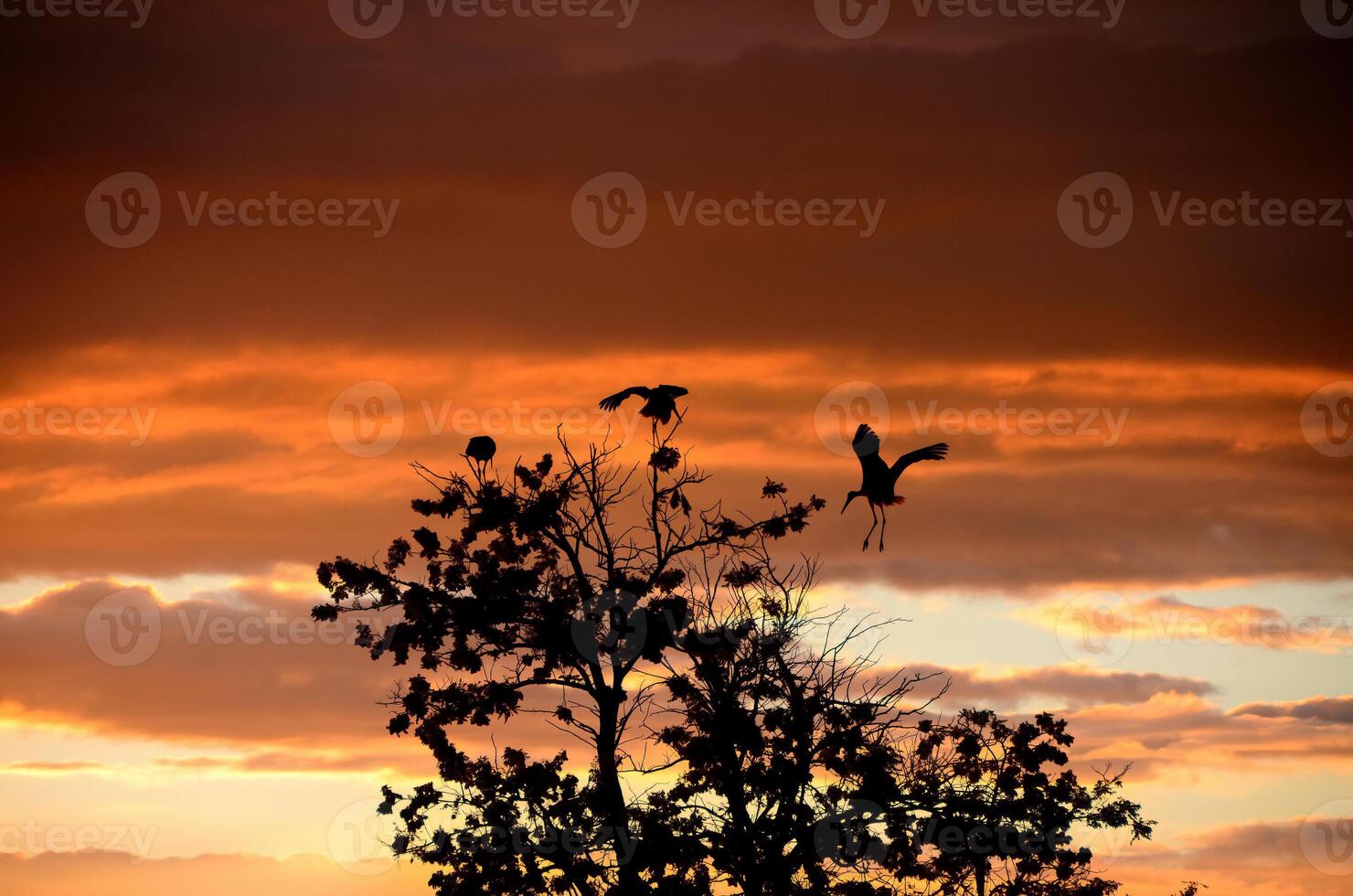 Storks landing on a tree at sunset photo