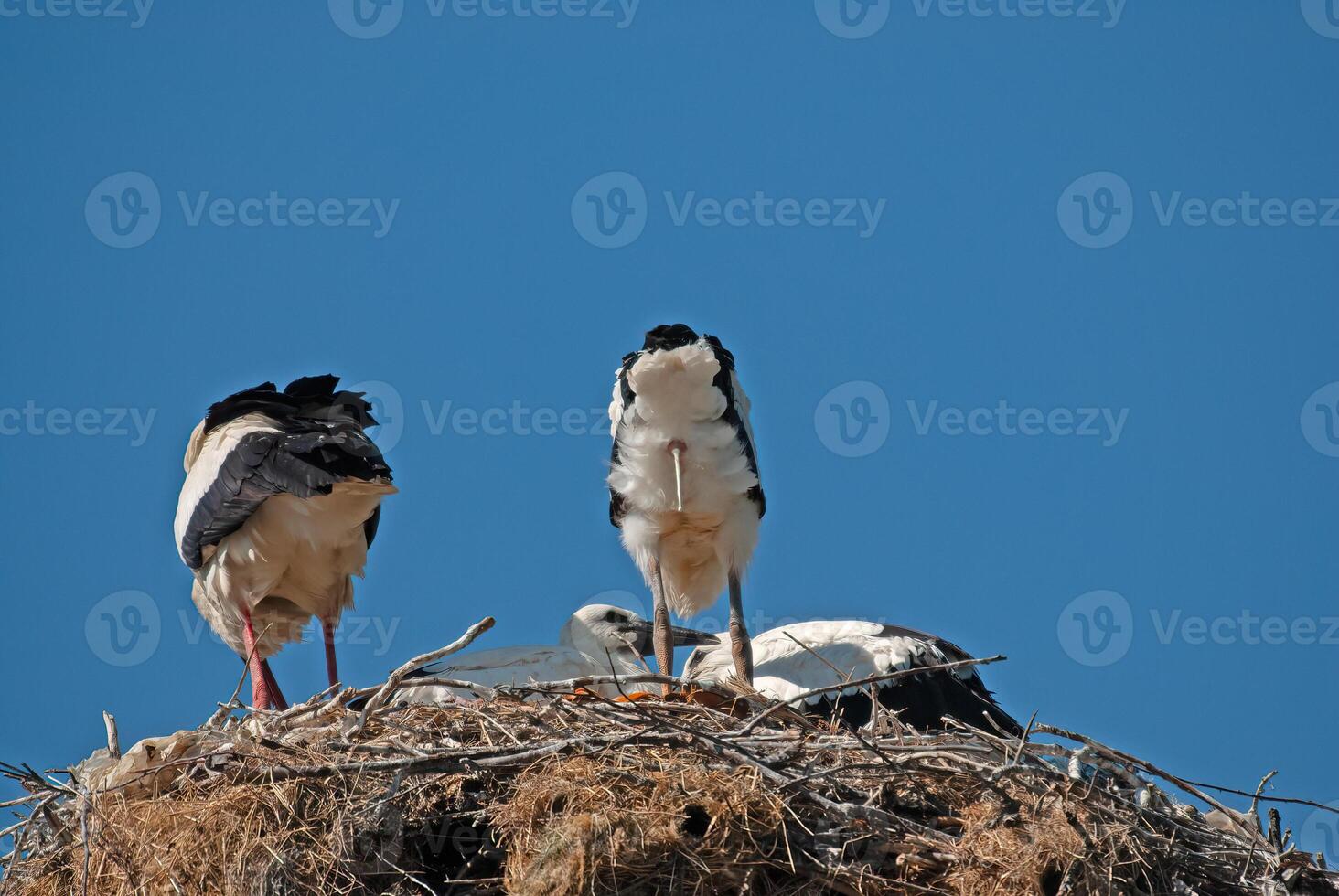 A flock of birds in a nest photo