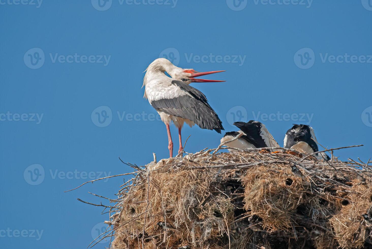 A stork and two other birds on top of a nest photo