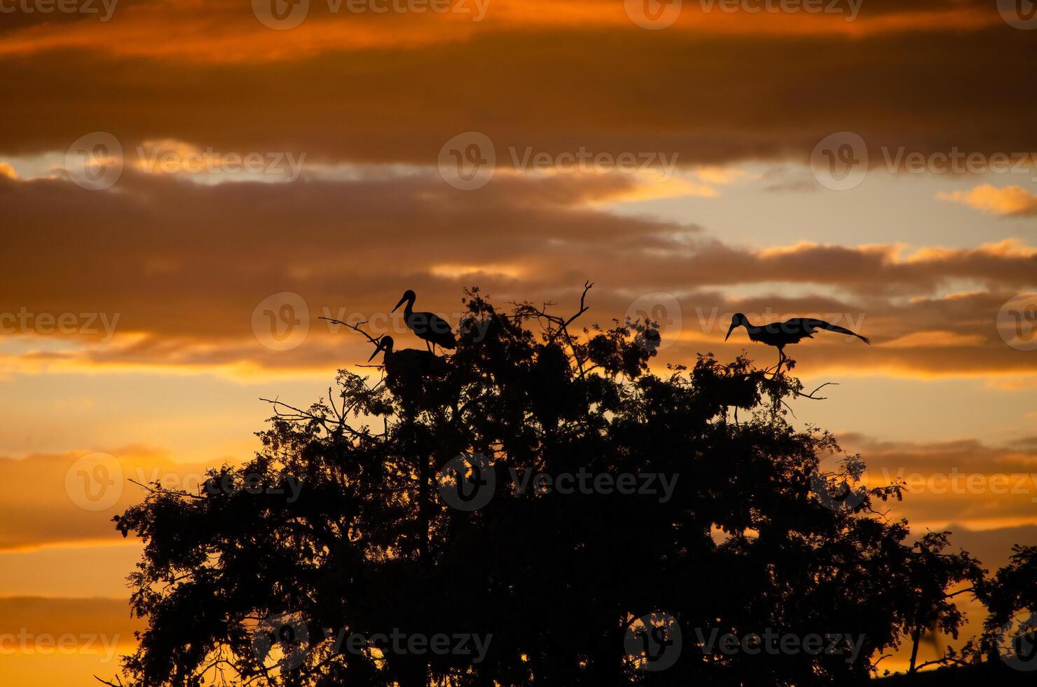 A flock of birds in the sky photo