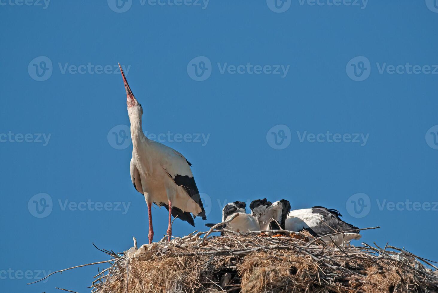 A stork and her two young birds on top of a nest photo