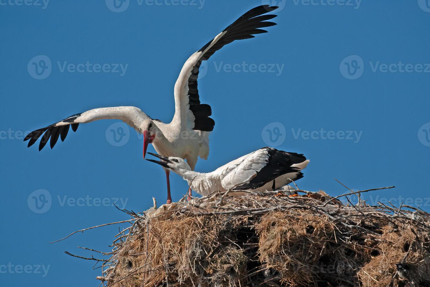 Two storks are standing on top of a nest photo