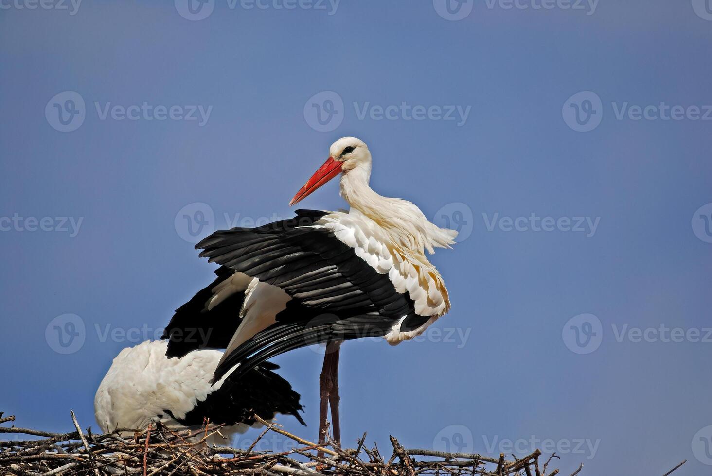 A white stork standing on top of a nest photo