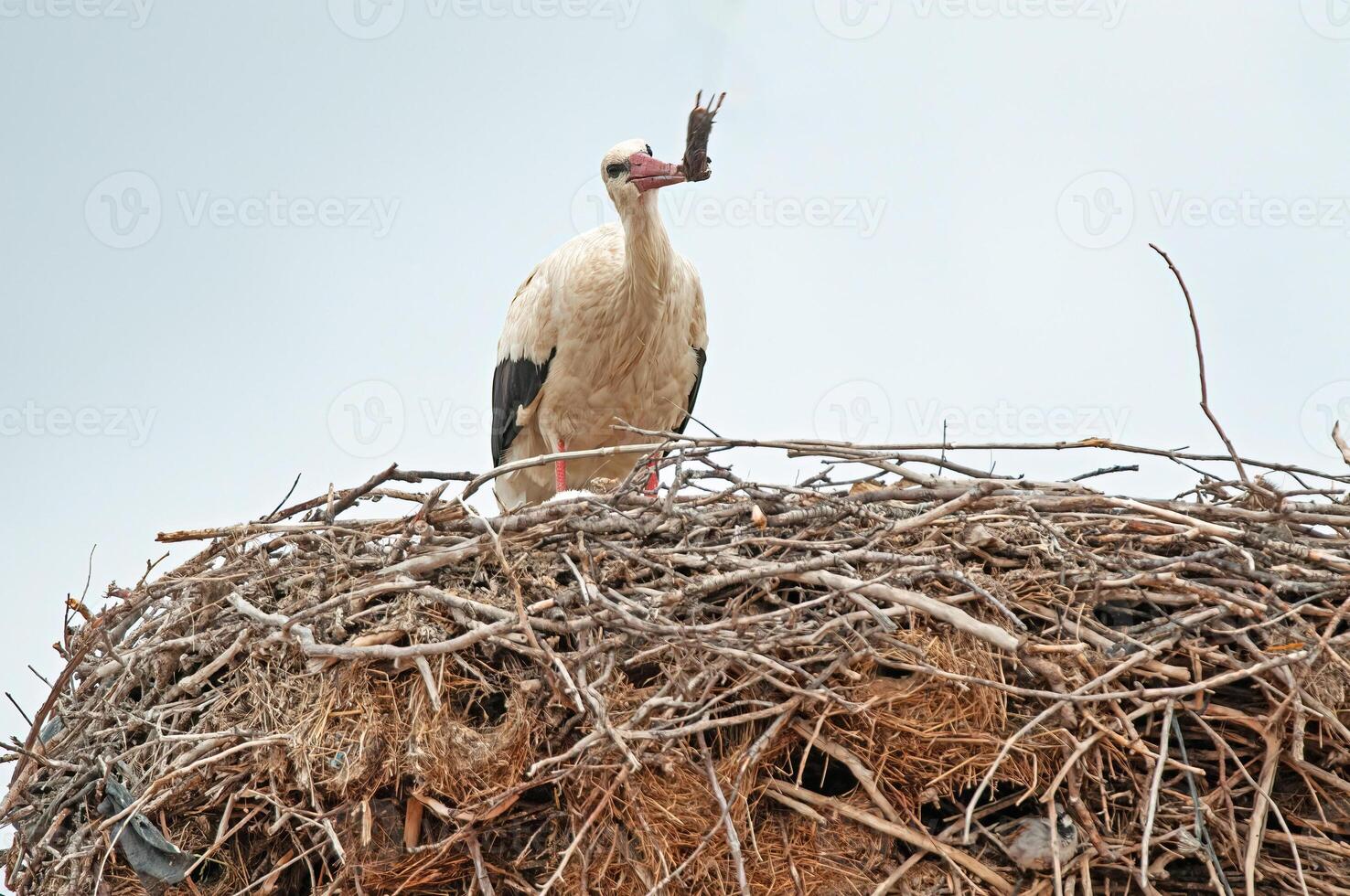 A bird in a nest photo