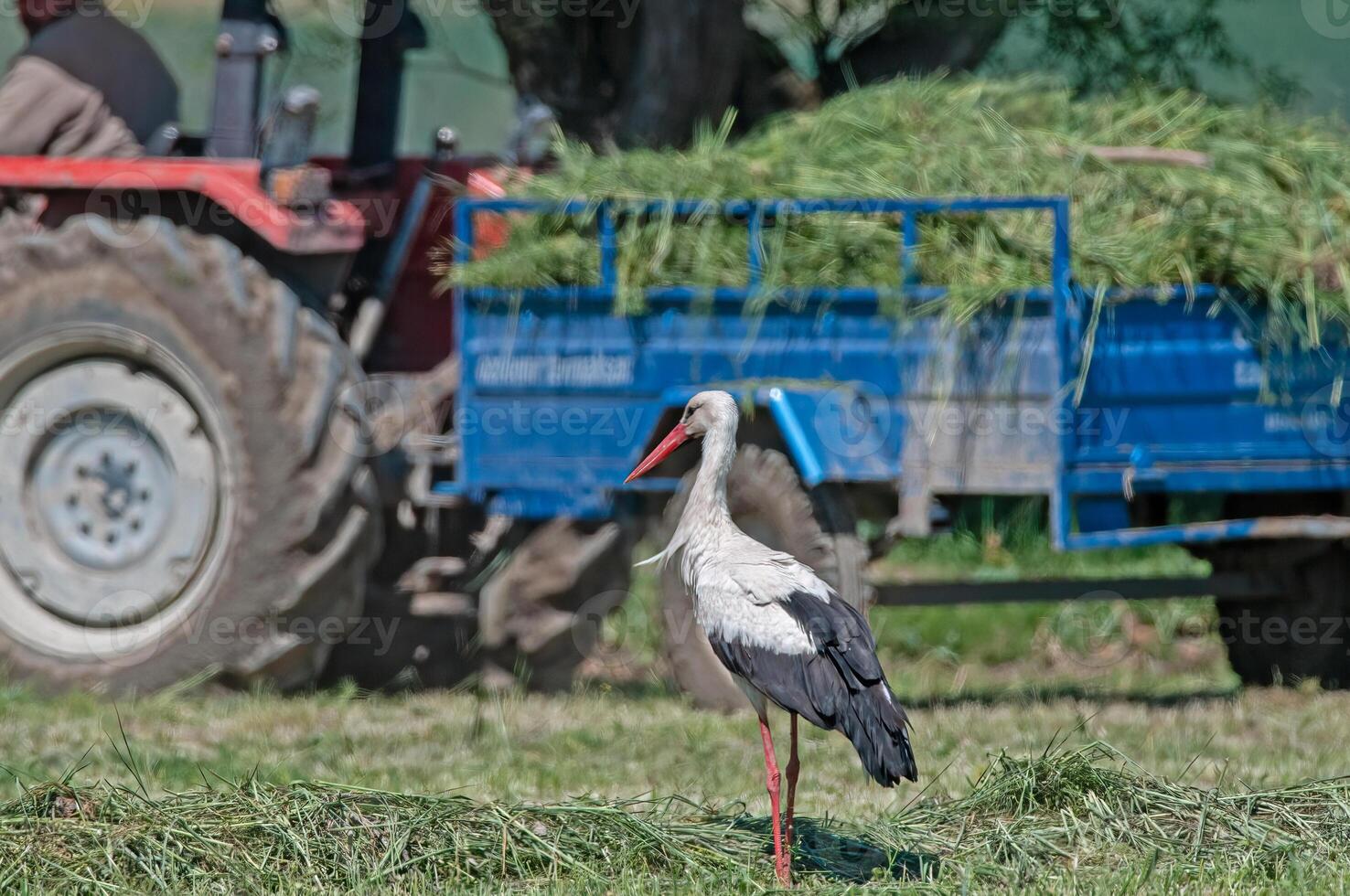 A stork standing in the grass next to a tractor photo