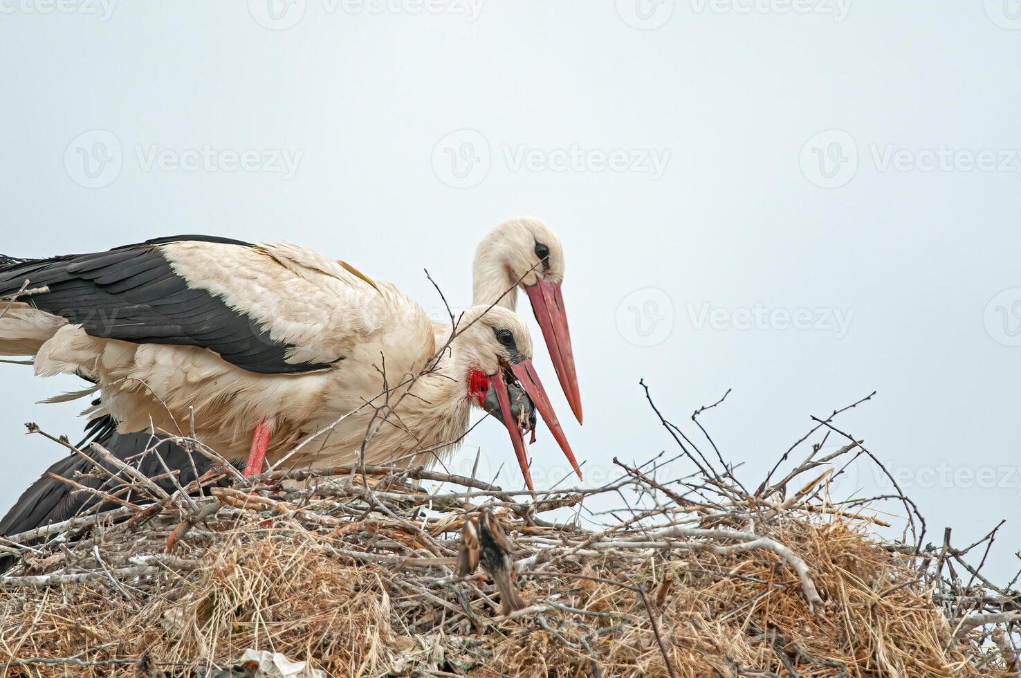 A couple of birds in a nest photo