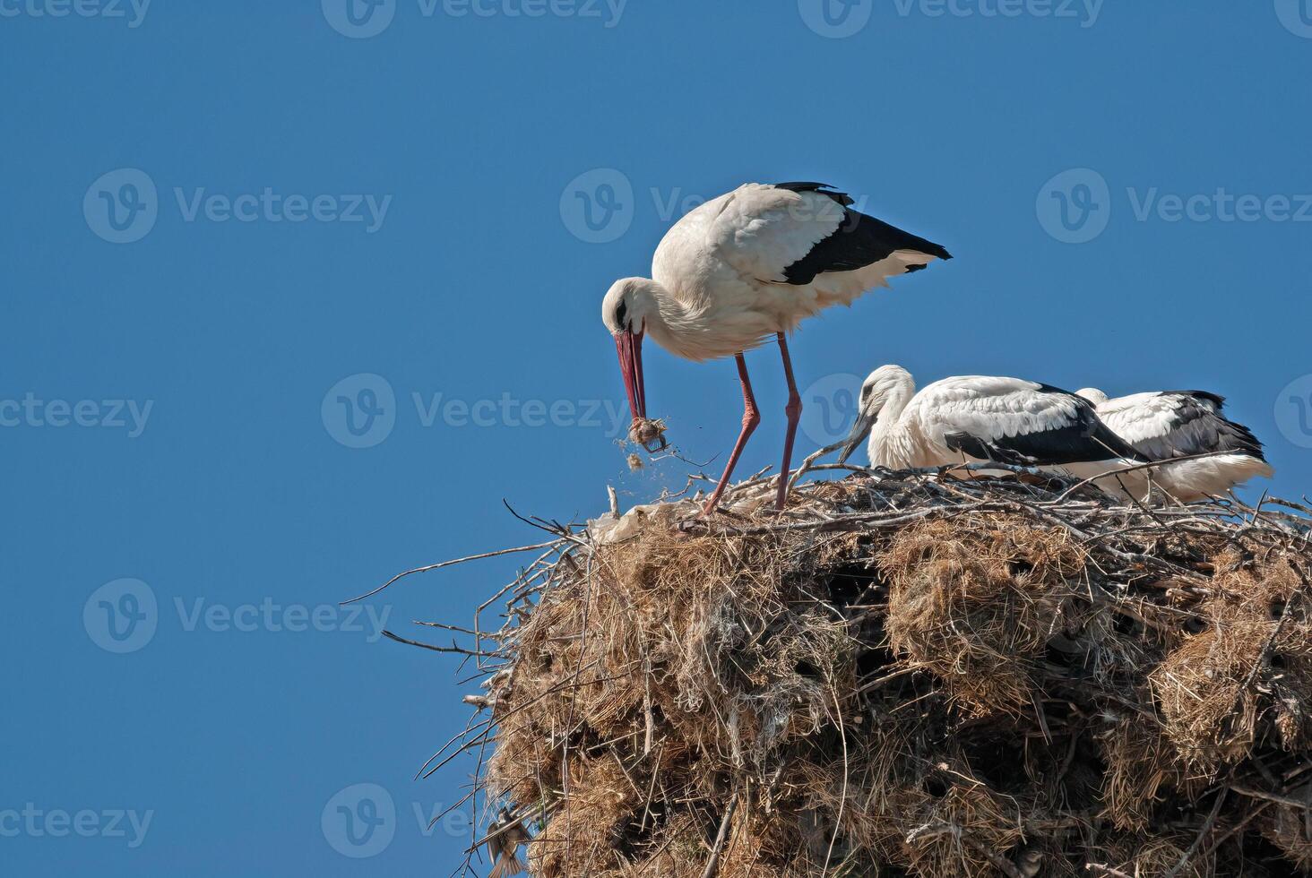 A group of birds on top of a nest photo