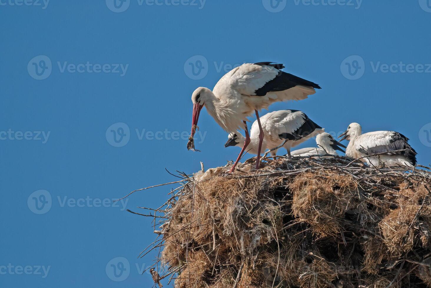 A group of birds on top of a nest photo