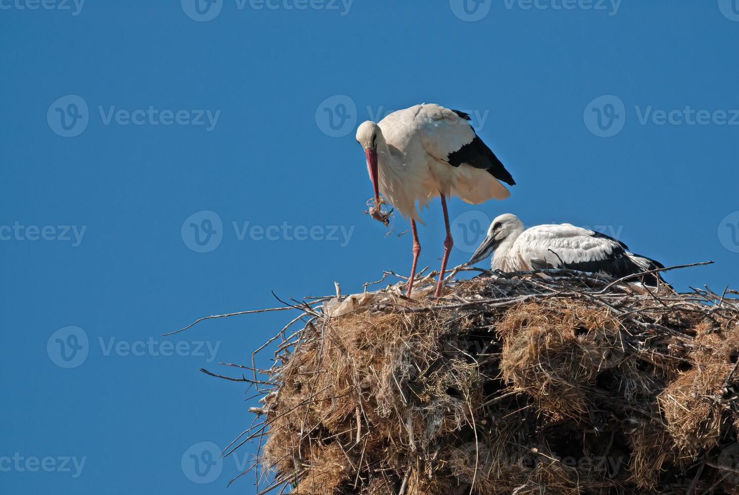 Two birds on top of a nest photo