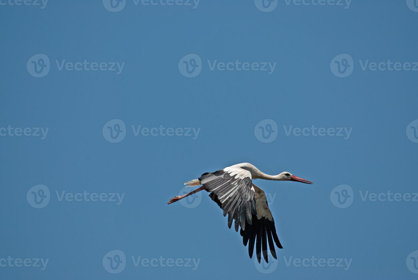 A white and black bird flying in the blue sky photo