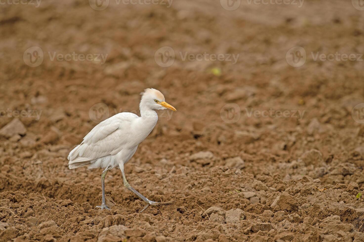 A white bird walking across a dirt field photo