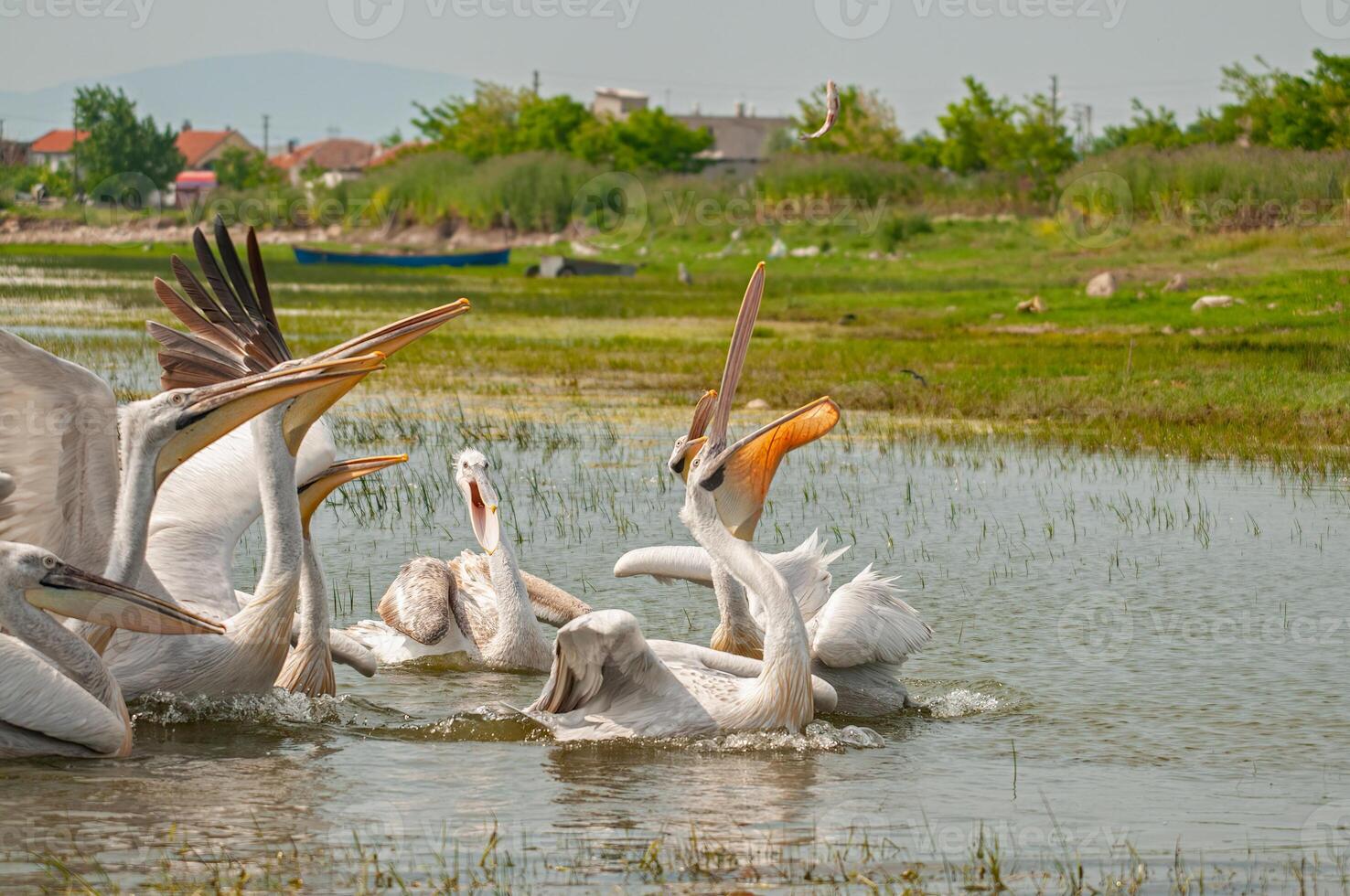 A group of pelicans in the water photo